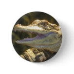 American Alligator Mouth Open Buttons