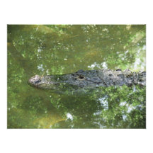 American Alligator  Photo