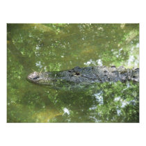 American Alligator  Photo