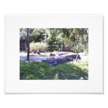 American Alligator Photographic Print