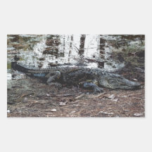 American Alligator Stickers