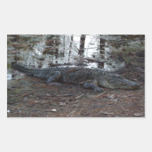 American Alligator Stickers