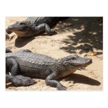 American Alligators Postcards