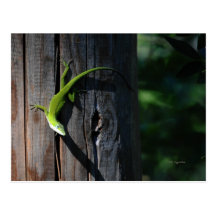 American Anole Postcards