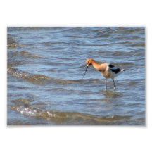 American Avocet 5x7 Photo Print