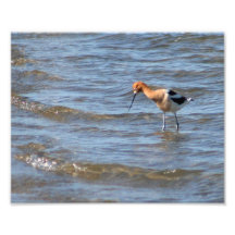 American Avocet 8x10 Art Photo