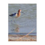 American Avocet Collection Postcards