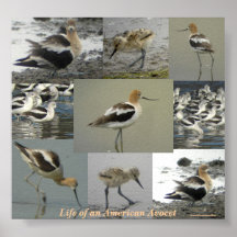 American Avocet Poster