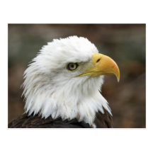 American Bald Eagle 2 Postcard