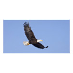 American Bald Eagle Customized Photo Card