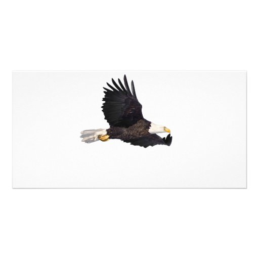 American Bald eagle Customized Photo Card