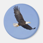 American Bald Eagle Fridge Magnets