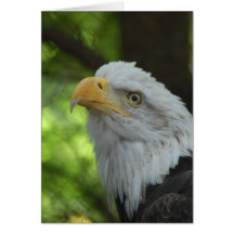 American Bald Eagle Greeting Card