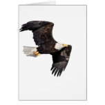 American bald Eagle Greeting Cards