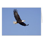American Bald Eagle Greeting Cards
