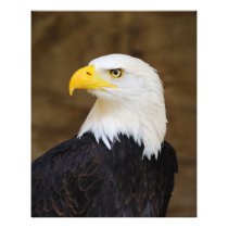 American Bald Eagle Haliaeetus Leucocephalus Photo Print