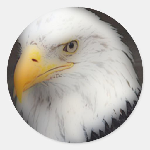 'American Bald Eagle in Portrait' Stickers