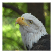 American Bald Eagle Invitation