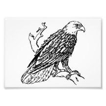 American Bald Eagle Photo