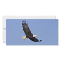 American Bald Eagle Customized Photo Card