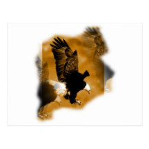 American Bald Eagle Post Card