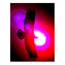 American Bald Eagle Post Card