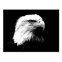 American Bald Eagle Postcards