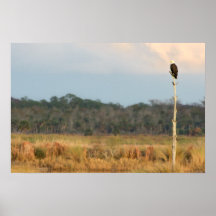 American Bald Eagle Posters