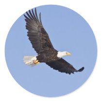 American Bald Eagle Sticker