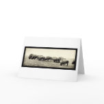 American Bison Buffalo Photo 1906 Cards