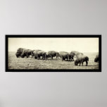 American Bison Buffalo Photo 1906 posters