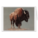 American Bison Greeting Cards