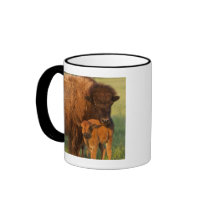 American Bison cow and calf, North Dakota Mug