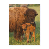 American Bison cow and calf, North Dakota Post Cards