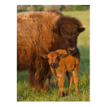 American Bison cow and calf, North Dakota Post Cards