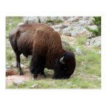 American Bison Grazing Postcards