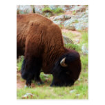 American Bison Painting Postcard