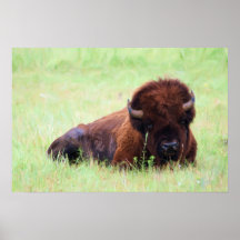 American Bison Painting Posters