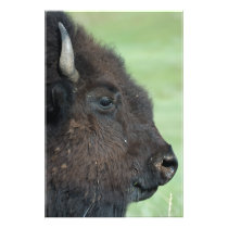 American Bison - Wildlife Photography Print