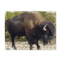 American Buffalo Postcard