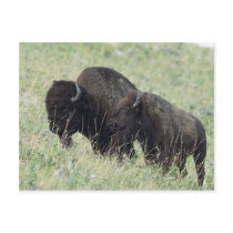 American Buffalo Postcard