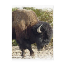 American Buffalo Postcard