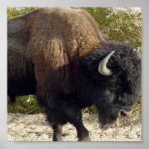American Buffalo Poster Print