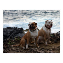 american bulldog post card