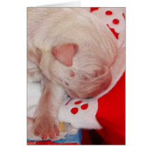 American Bulldog Puppy Card