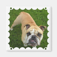 American Bulldog Square Magnet