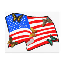 American Butterflys Post Cards