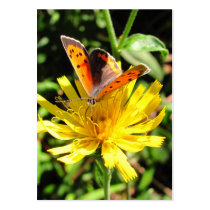 American Copper butterfly ~ ATC Business Cards