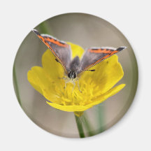 American Copper Butterfly Refrigerator Magnets
