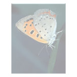 American copper, Lycaena phlaeas Personalized Letterhead